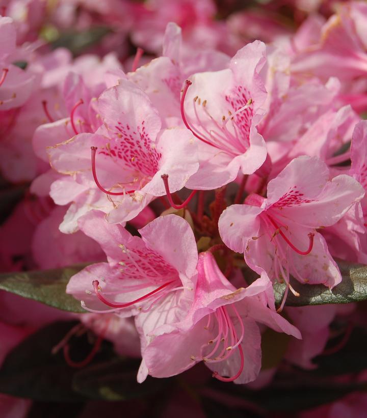Rhododendron Aglo - View 2 from www redcrocus com