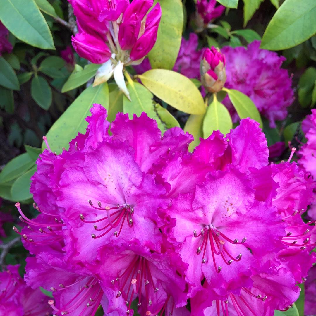 Rhododendron Aglo - View 3 from www redcrocus com