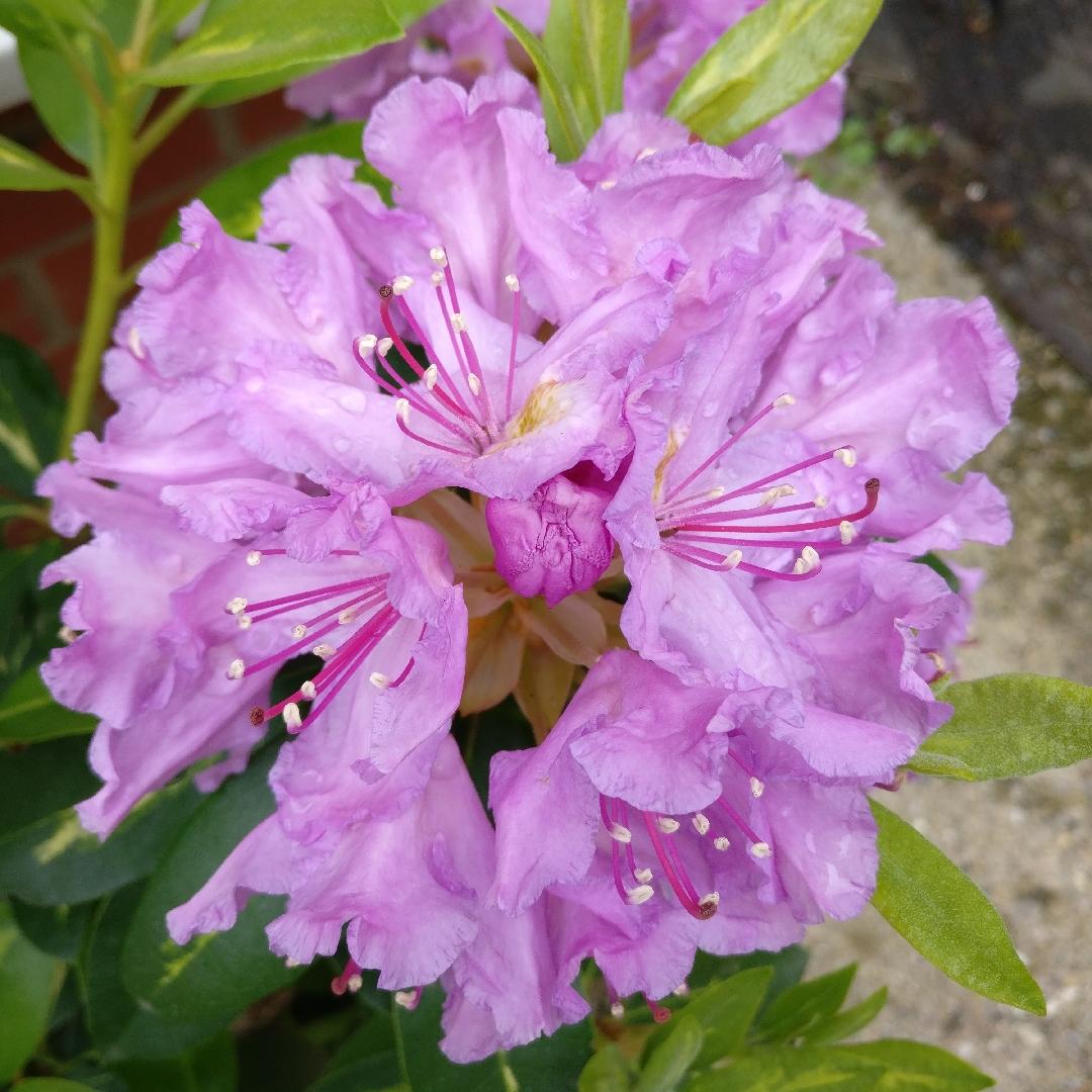 Rhododendron Aglo - View 4 from www redcrocus com