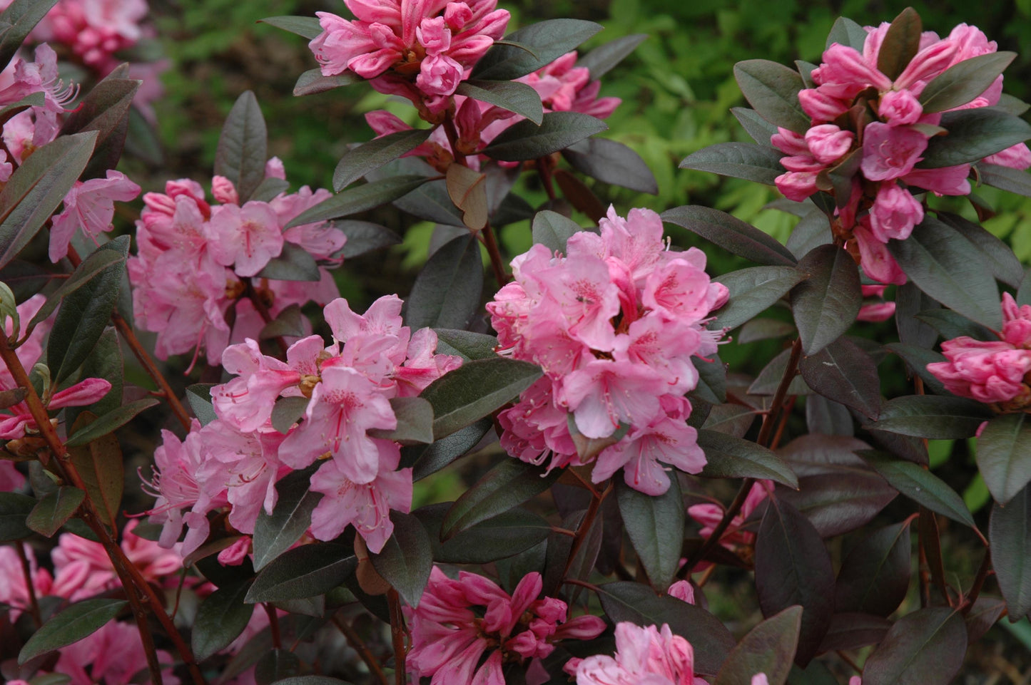 Rhododendron Aglo - View 5 from www redcrocus com