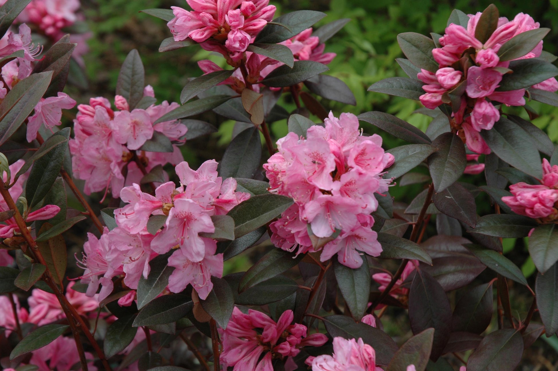 Rhododendron Aglo - View 5 from www redcrocus com