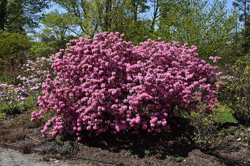Rhododendron Aglo - View 6 from www redcrocus com