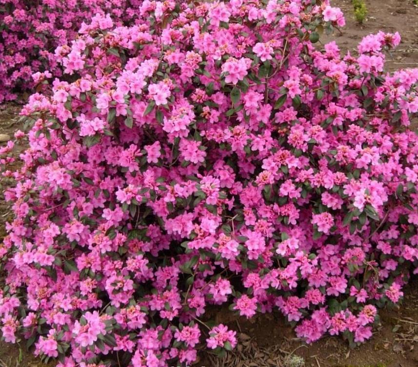 Rhododendron Aglo - View 7 from www redcrocus com