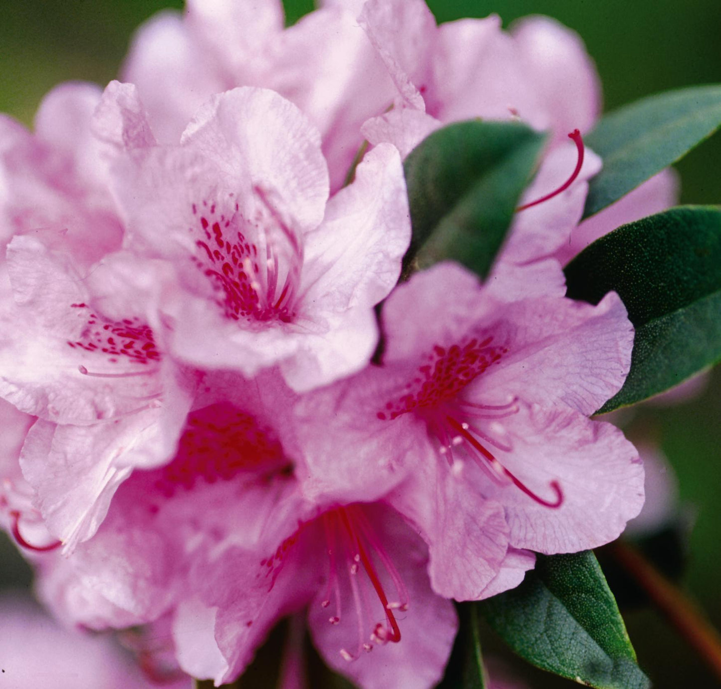 Rhododendron Aglo - View 8 from www redcrocus com