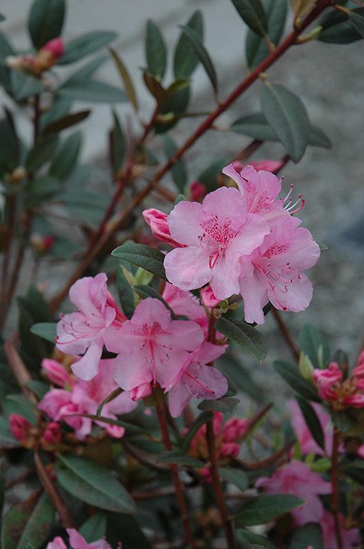 Rhododendron Aglo - View 9 from www redcrocus com