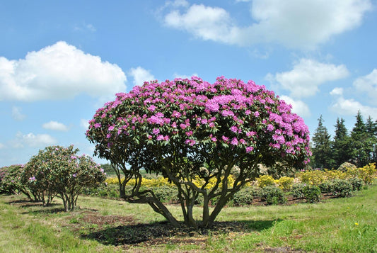 Rhododendron English Roseum - View 10 from www redcrocus com