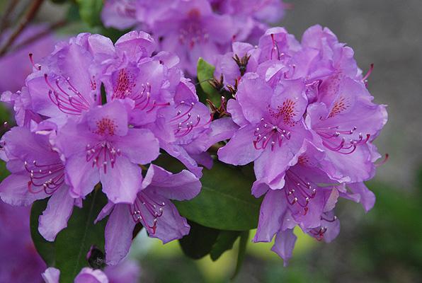 Rhododendron Boursault - View 17 from www redcrocus com