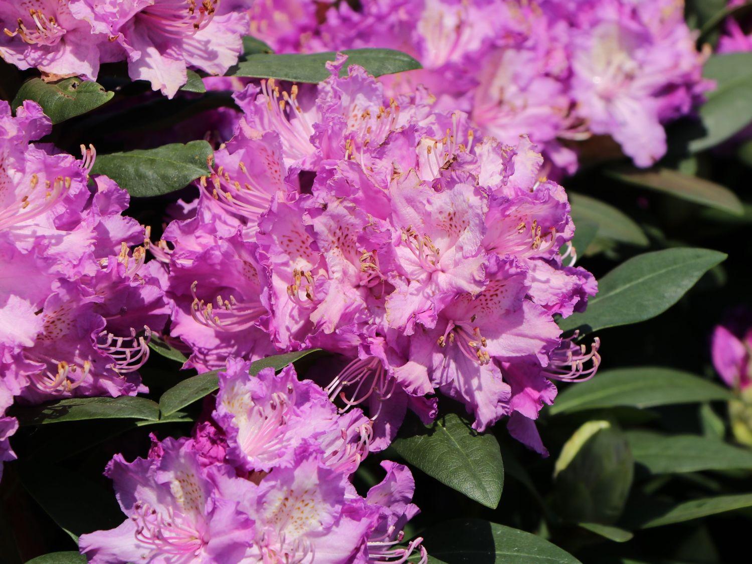 Rhododendron Boursault - View 9 from www redcrocus com