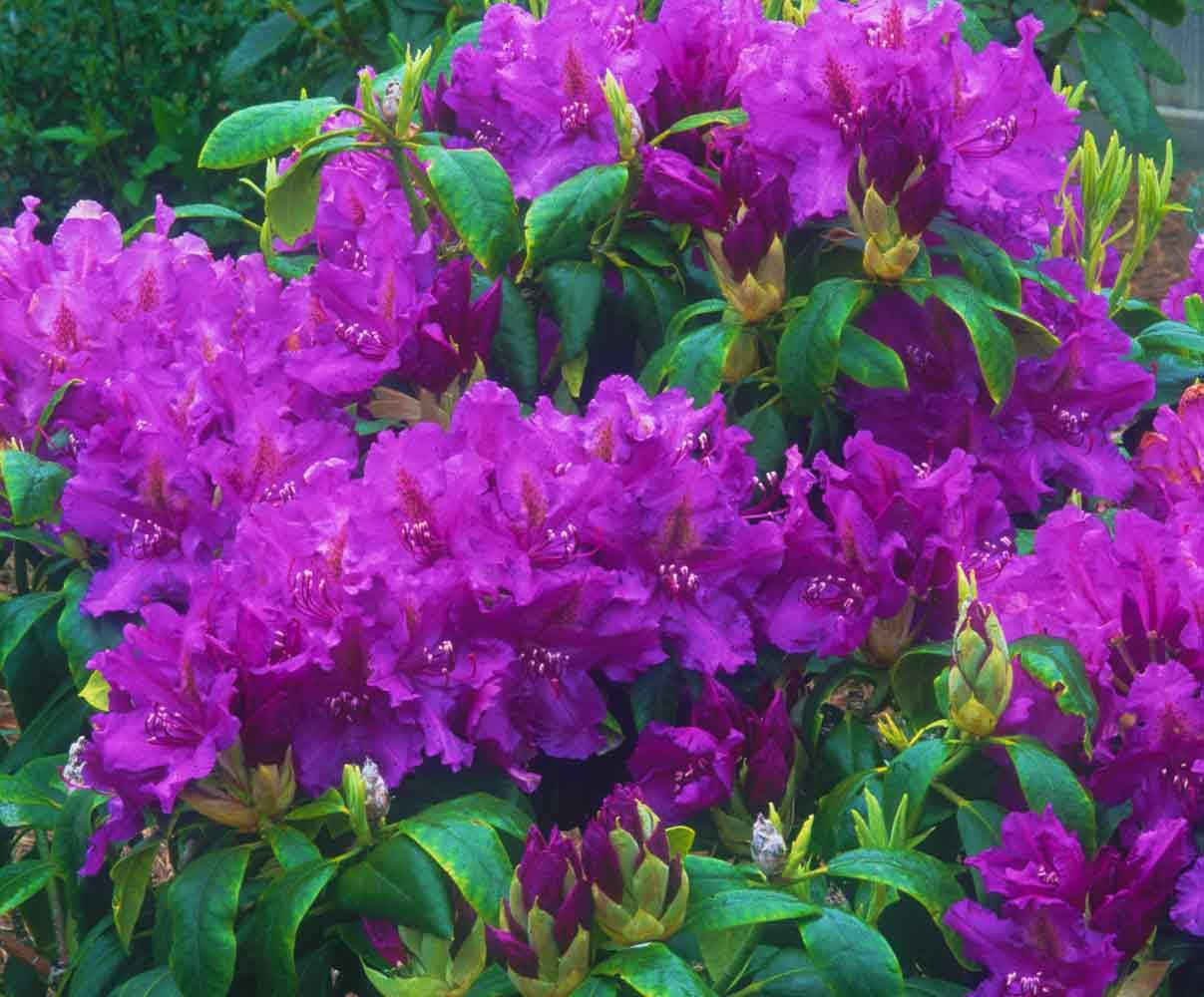 Rhododendron 'lee's Dark Purple' - View 12 from www redcrocus com