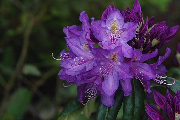 Rhododendron 'lee's Dark Purple' - View 13 from www redcrocus com