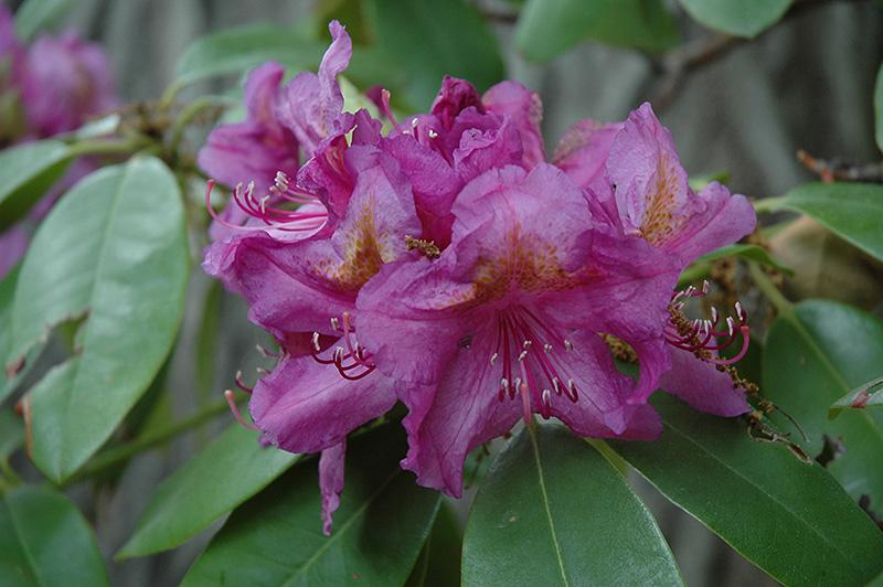Rhododendron 'lee's Dark Purple' - View 16 from www redcrocus com