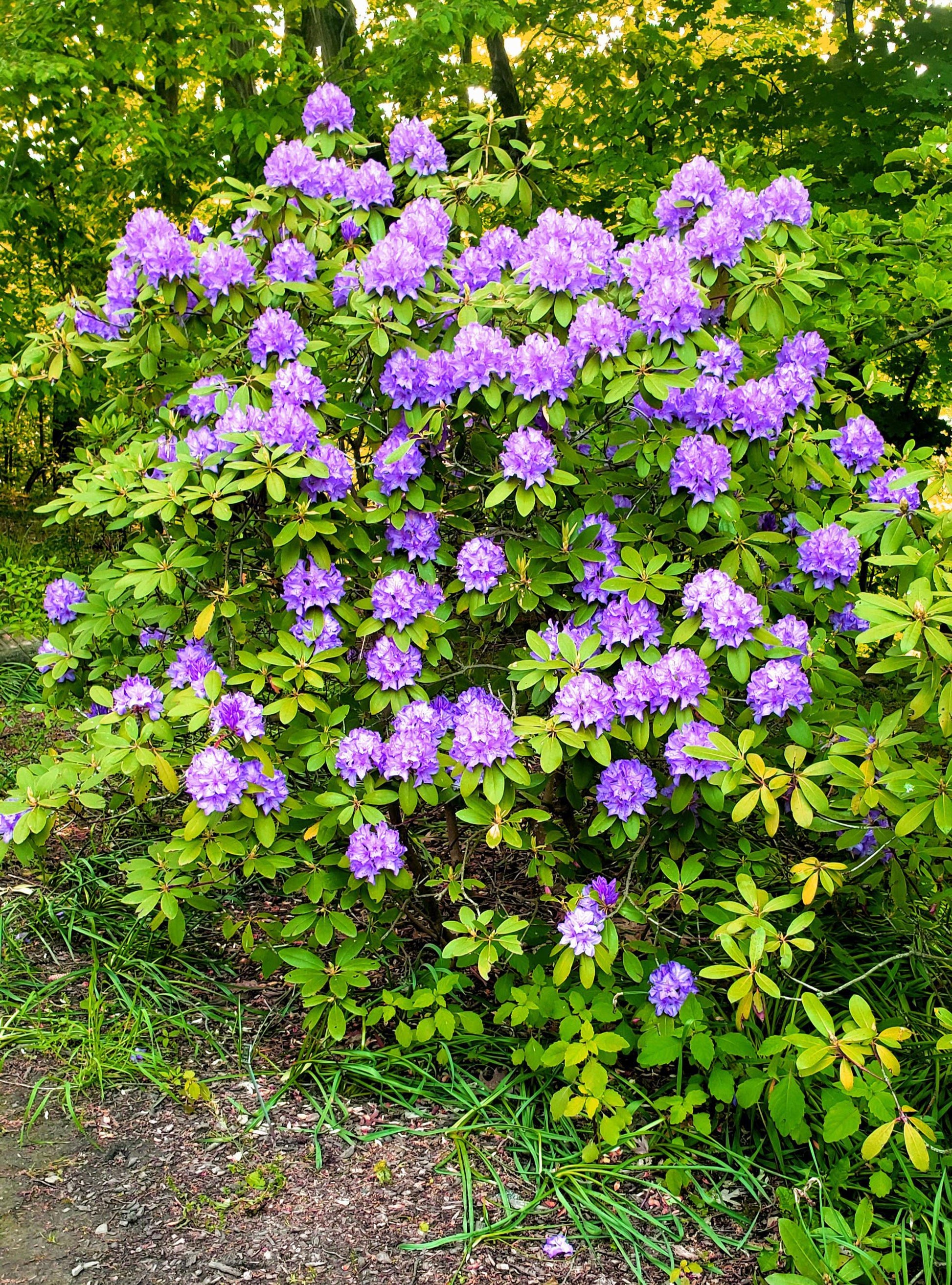 Rhododendron 'lee's Dark Purple' - View 1 from www redcrocus com