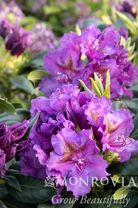 Rhododendron 'lee's Dark Purple' - View 20 from www redcrocus com