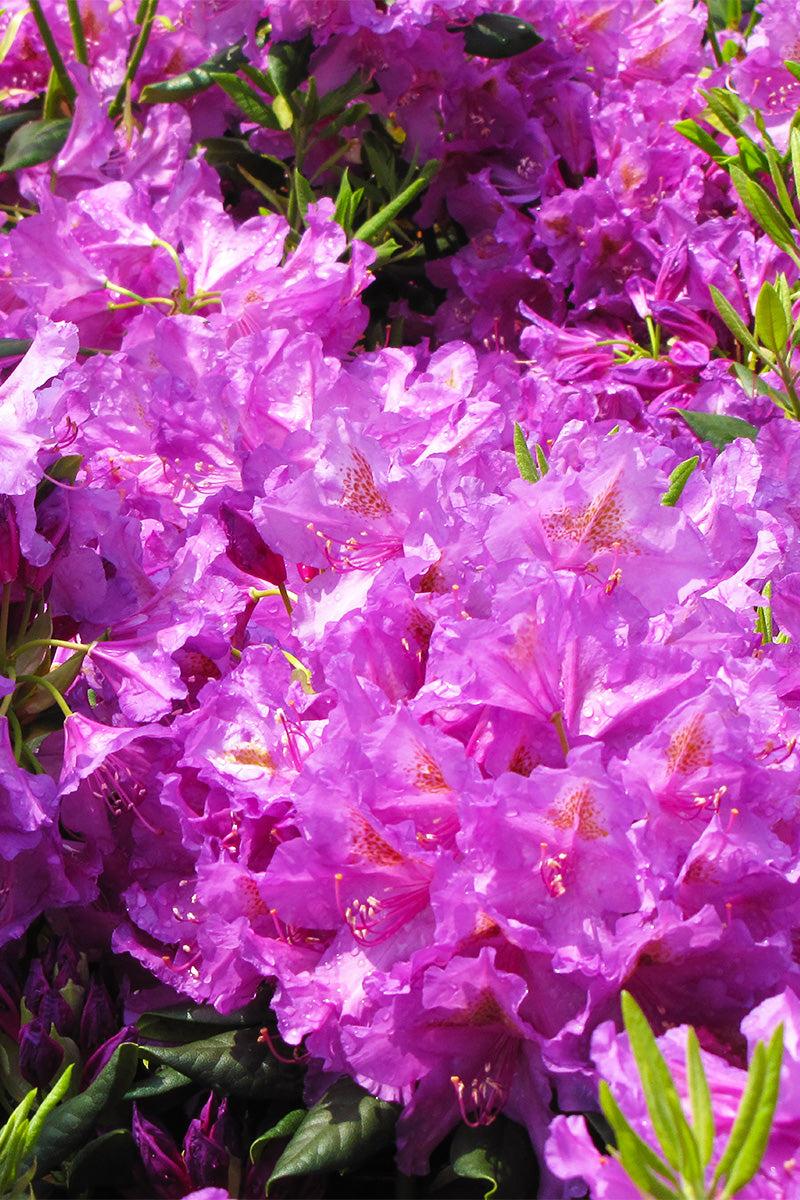 Rhododendron 'lee's Dark Purple' - View 21 from www redcrocus com