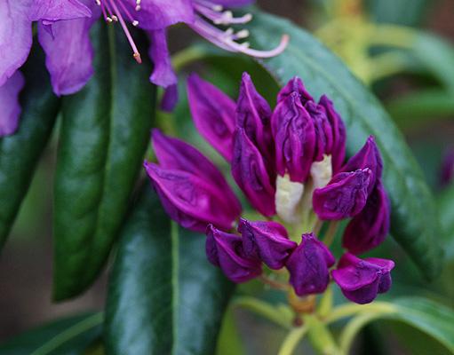 Rhododendron 'lee's Dark Purple' - View 23 from www redcrocus com