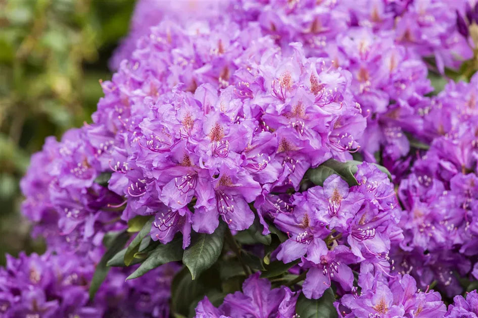 Rhododendron 'lee's Dark Purple' - View 24 from www redcrocus com