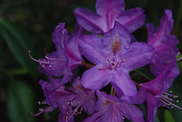 Rhododendron 'lee's Dark Purple' - View 25 from www redcrocus com