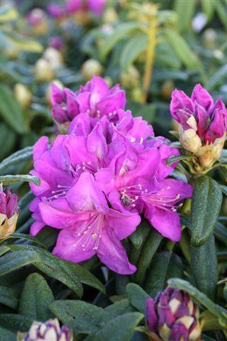 Rhododendron 'lee's Dark Purple' - View 30 from www redcrocus com