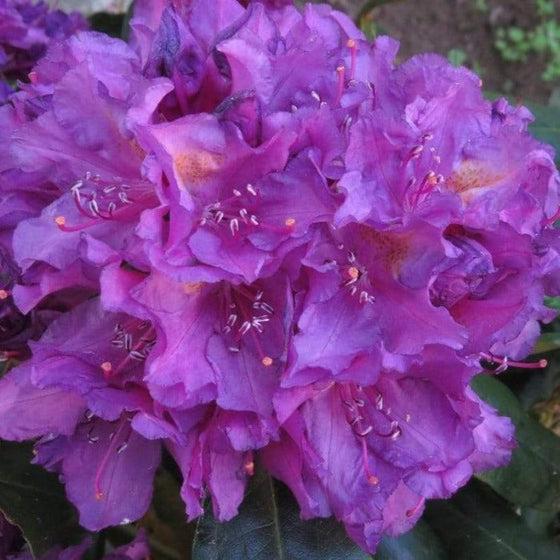 Rhododendron 'lee's Dark Purple' - View 40 from www redcrocus com