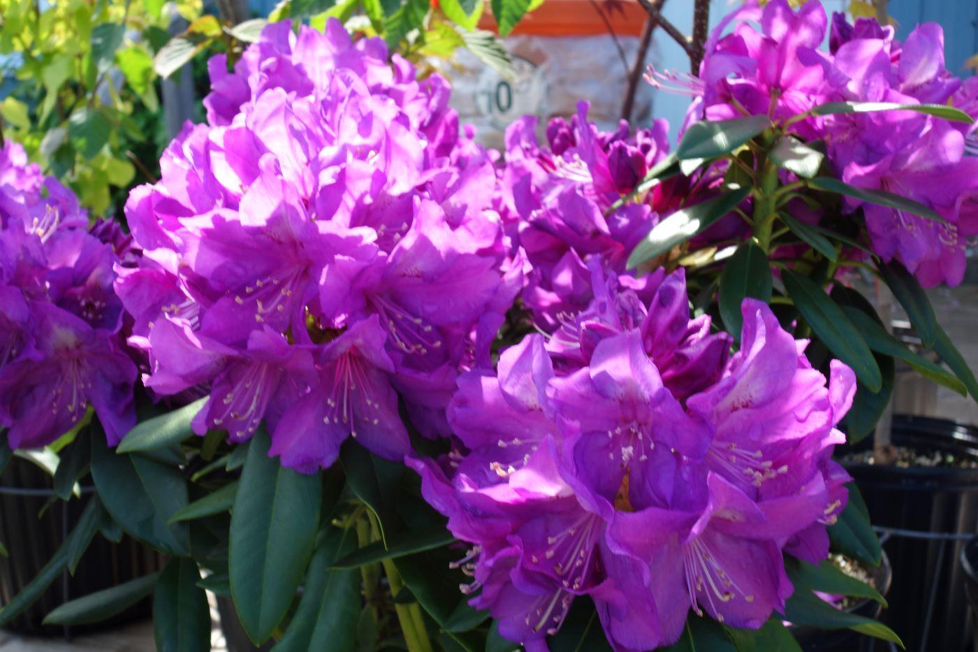 Rhododendron 'lee's Dark Purple' - View 4 from www redcrocus com