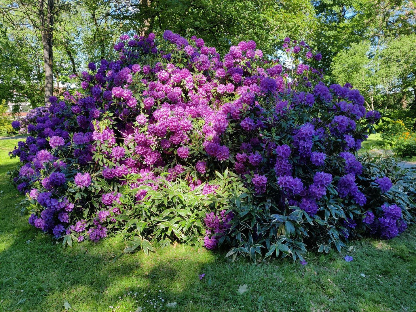 Rhododendron 'lee's Dark Purple' - View 5 from www redcrocus com