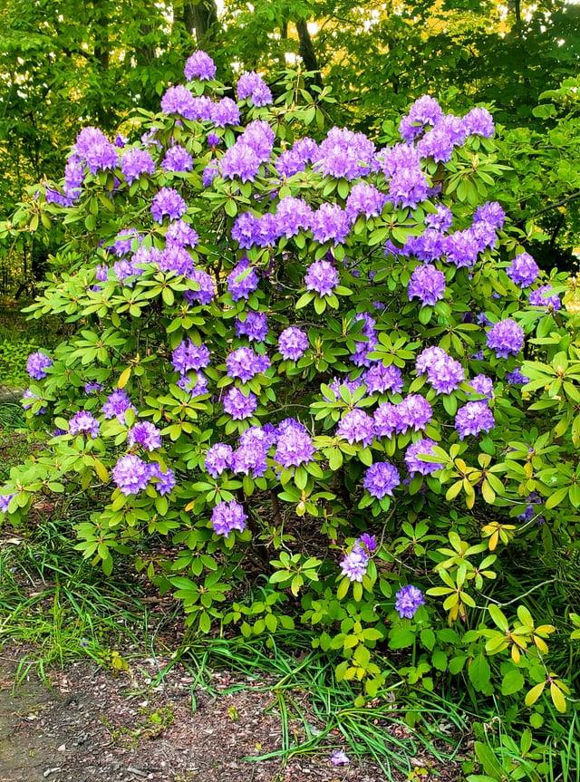 Rhododendron 'lee's Dark Purple' - View 7 from www redcrocus com