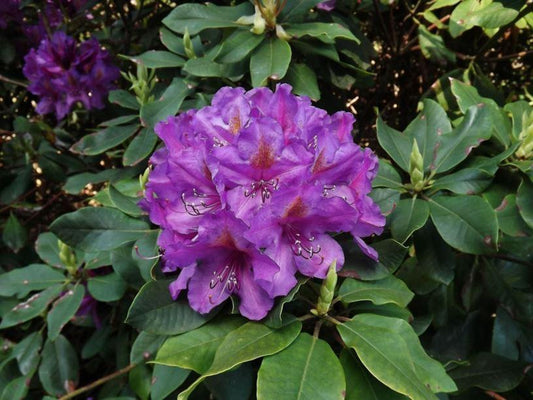 Rhododendron 'lee's Dark Purple' - View 8 from www redcrocus com