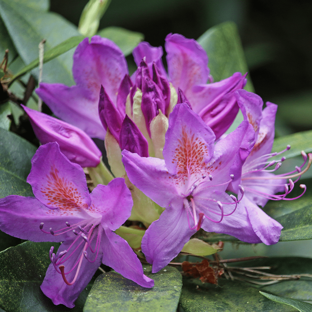 Rhododendron 'lee's Dark Purple' - View 9 from www redcrocus com