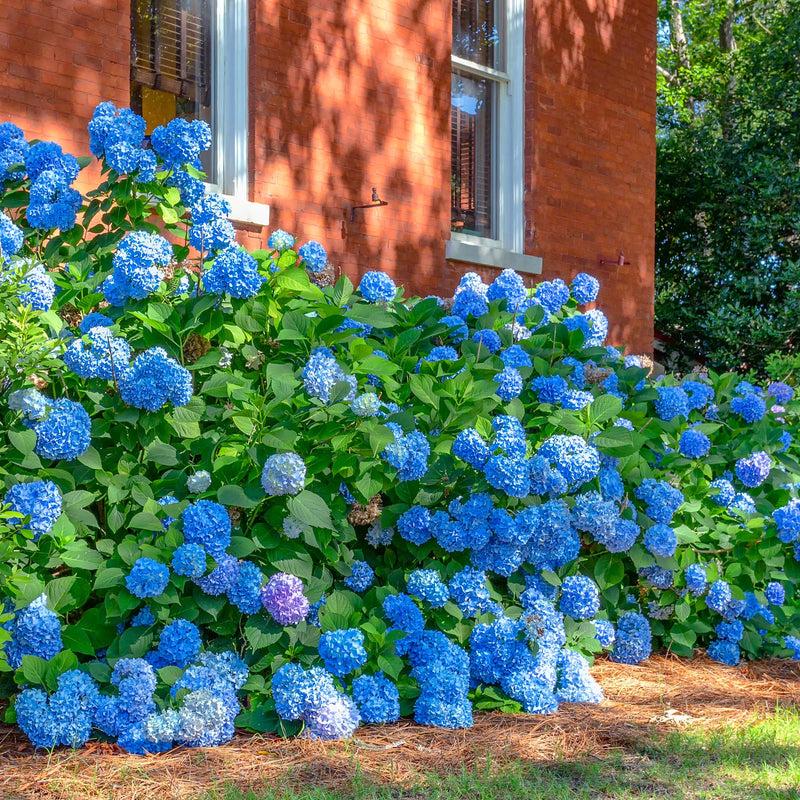 Hydrangea Macrophylla 'nikko Blue' - View 10 from www redcrocus com