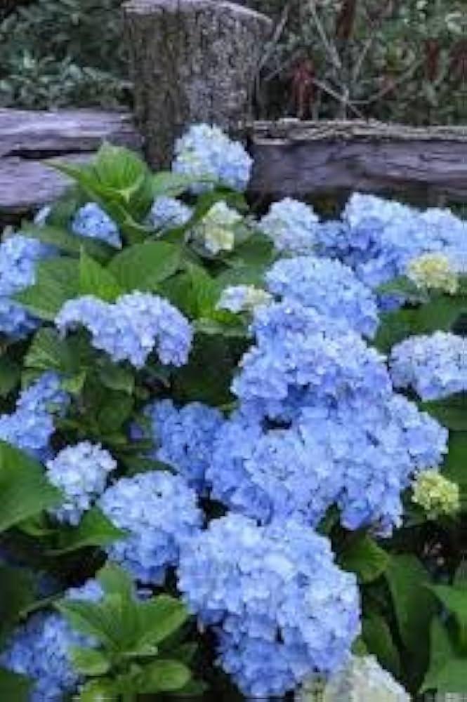 Hydrangea Macrophylla 'nikko Blue' - View 12 from www redcrocus com