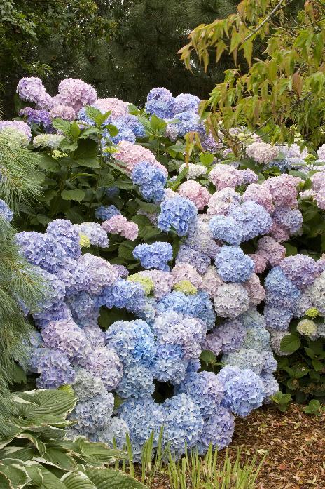 Hydrangea Macrophylla 'nikko Blue' - View 14 from www redcrocus com