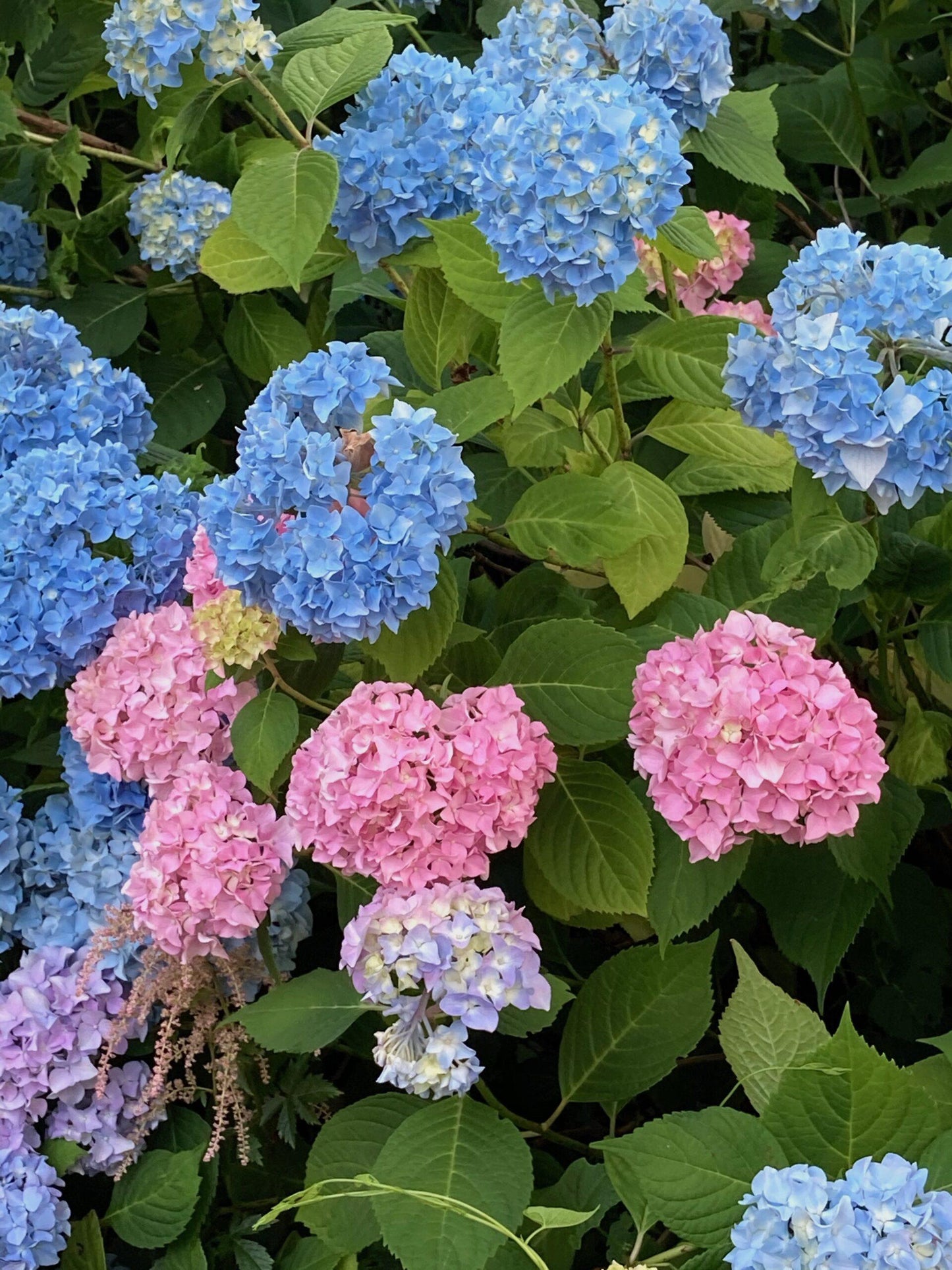 Hydrangea Macrophylla 'nikko Blue' - View 15 from www redcrocus com