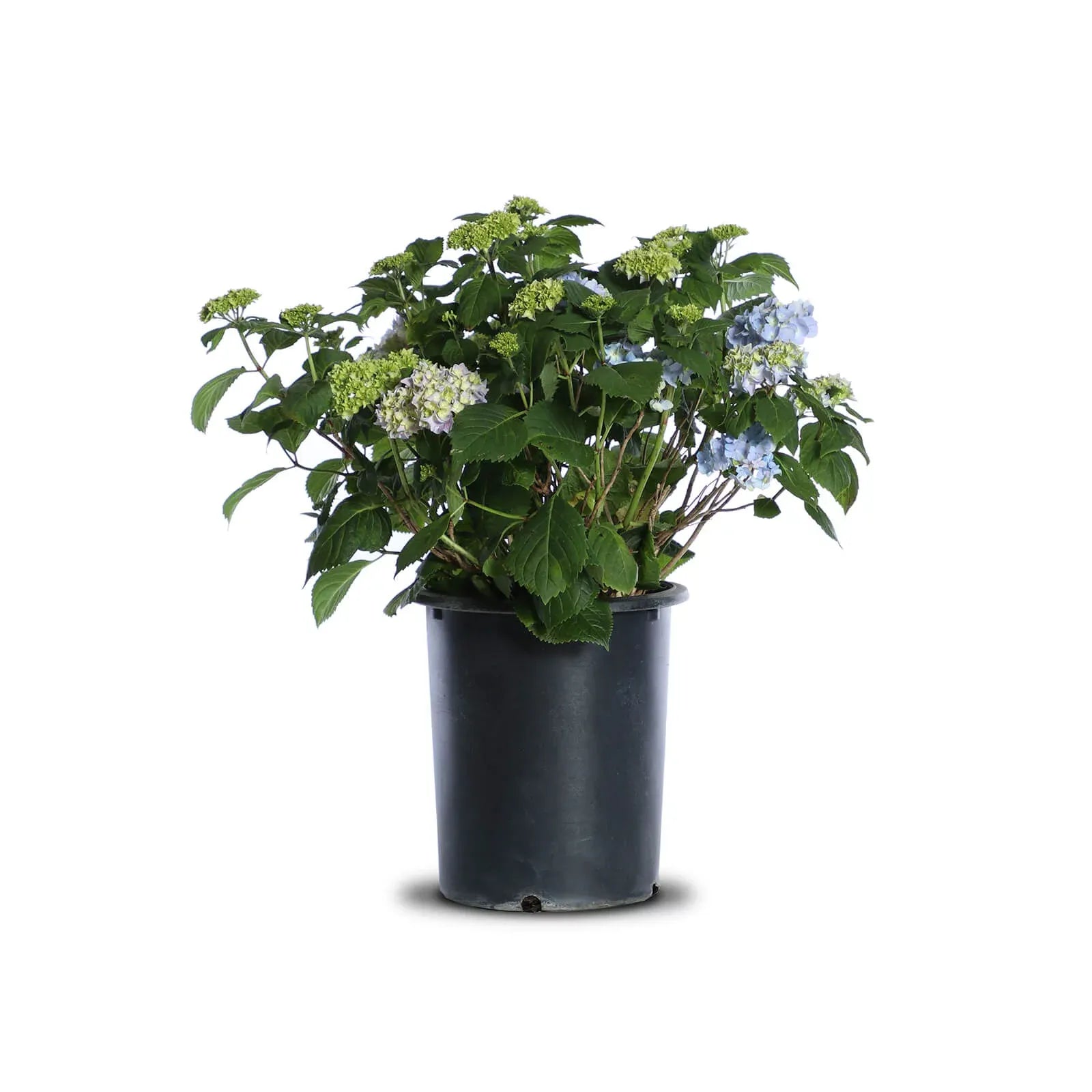 Hydrangea Macrophylla 'nikko Blue' - View 16 from www redcrocus com