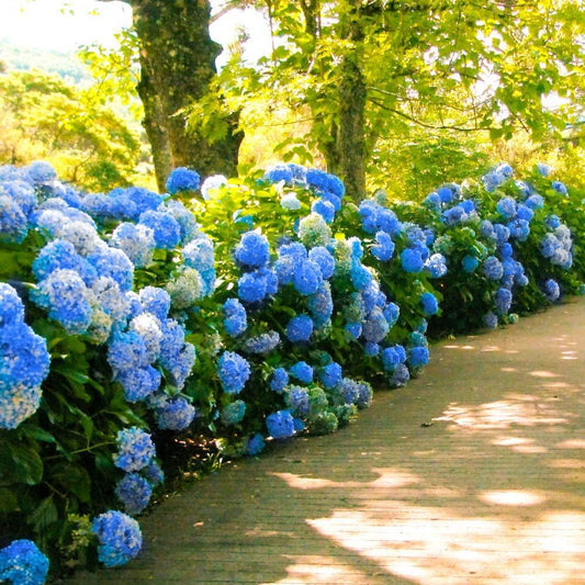 Hydrangea Macrophylla 'nikko Blue' - View 1 from www redcrocus com