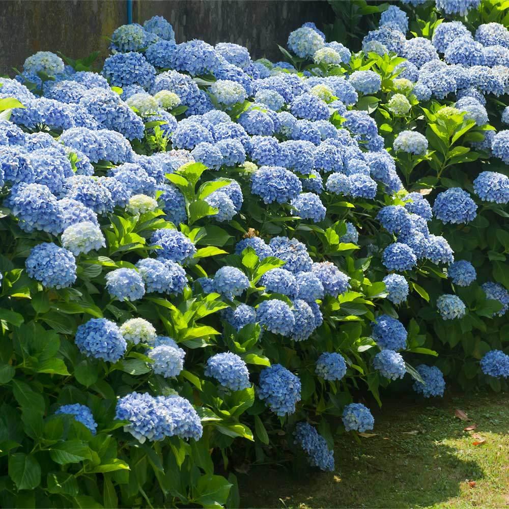 Hydrangea Macrophylla 'nikko Blue' - View 2 from www redcrocus com