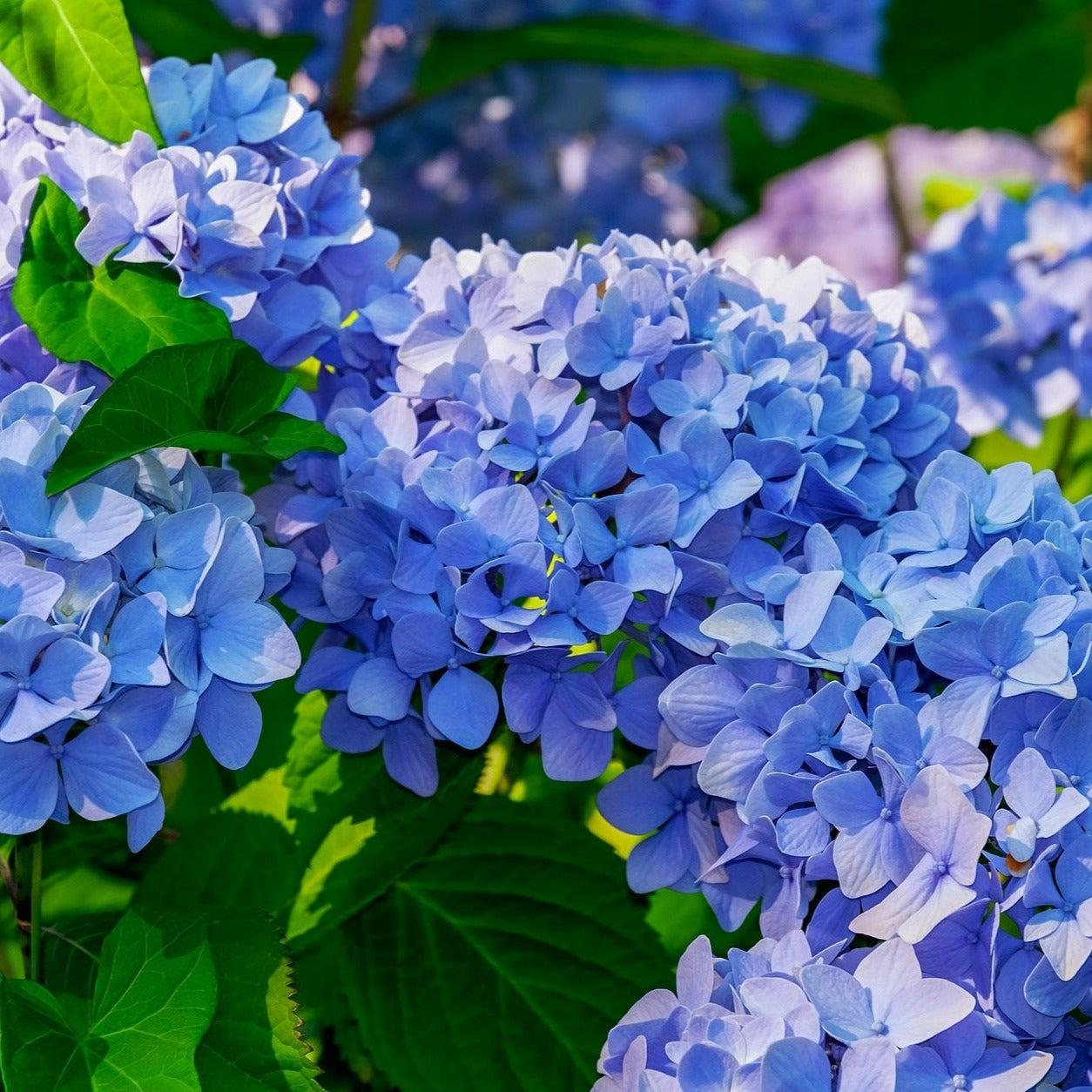 Hydrangea Macrophylla 'nikko Blue' - View 3 from www redcrocus com