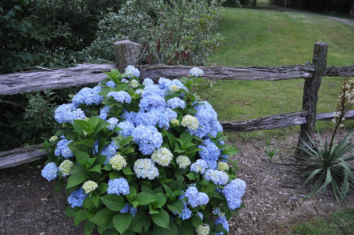 Hydrangea Macrophylla 'nikko Blue' - View 4 from www redcrocus com