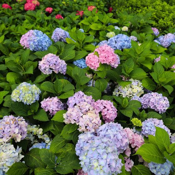 Hydrangea Macrophylla 'nikko Blue' - View 5 from www redcrocus com