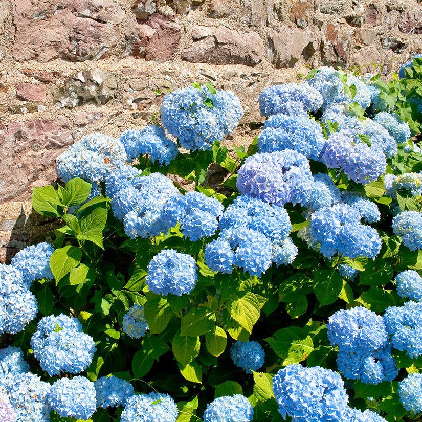 Hydrangea Macrophylla 'nikko Blue' - View 6 from www redcrocus com
