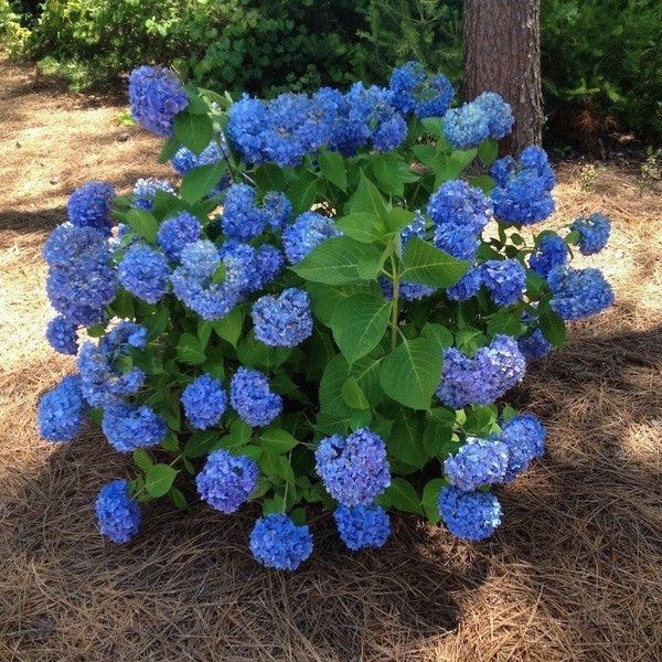 Hydrangea Macrophylla 'nikko Blue' - View 8 from www redcrocus com