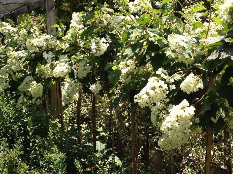 Hydrangea Petiolaris Espalier - View 5 from www redcrocus com