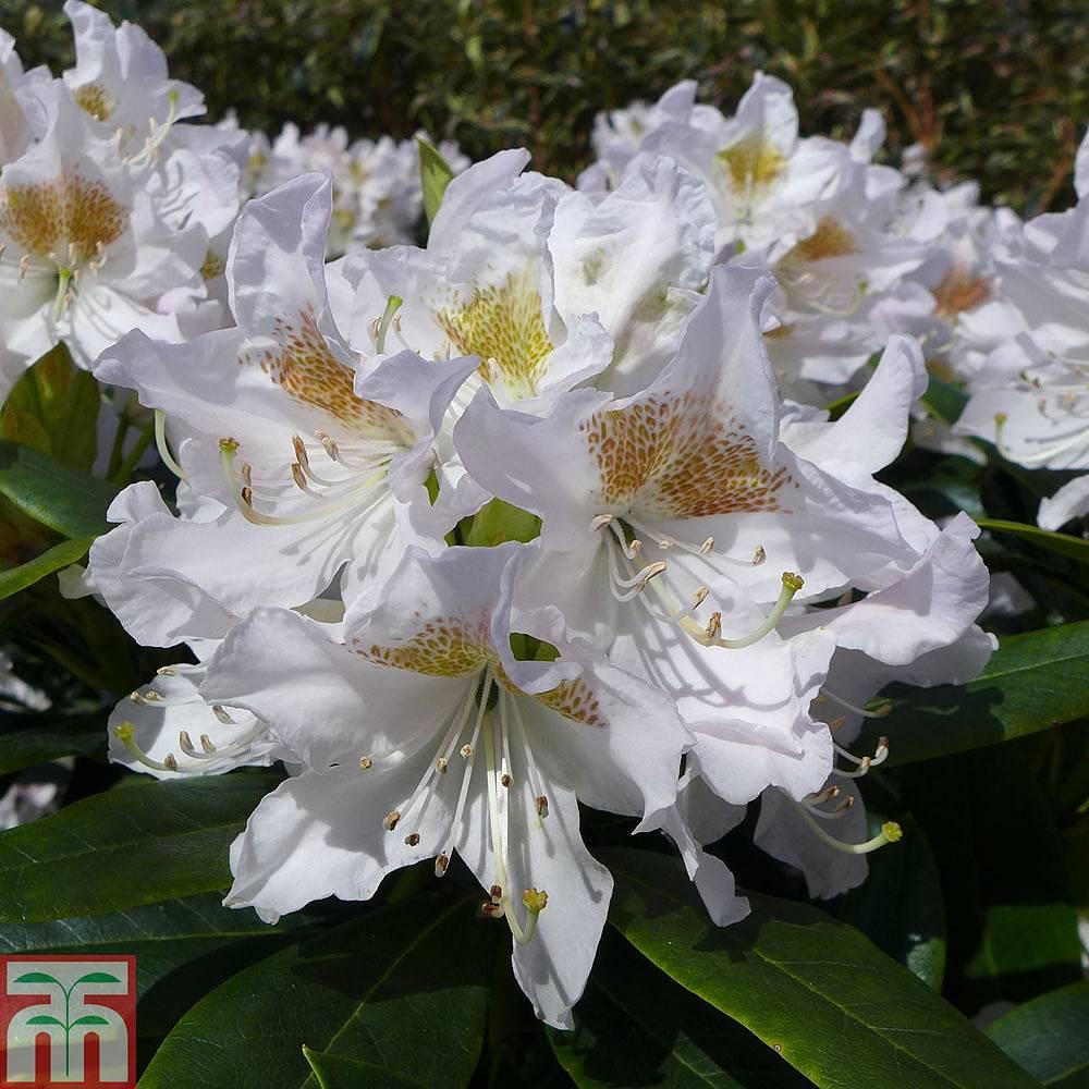 Rhododendron Cunningham S White - View 12 from www redcrocus com