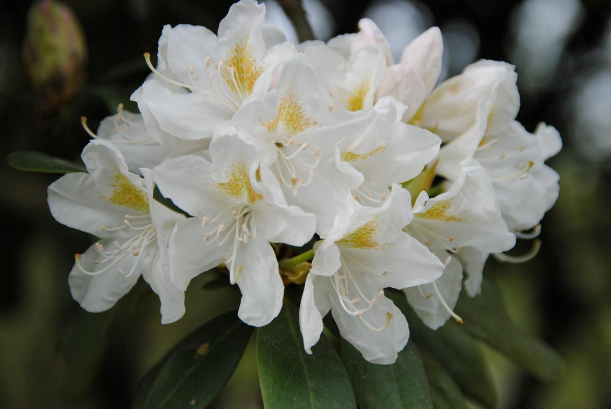 Rhododendron Cunningham S White - View 1 from www redcrocus com