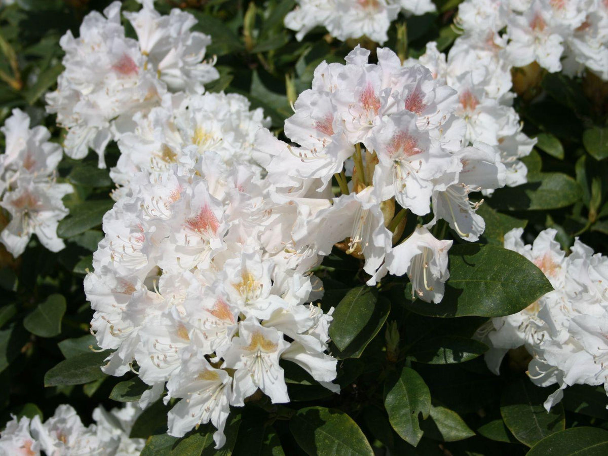 Rhododendron Cunningham S White - View 6 from www redcrocus com