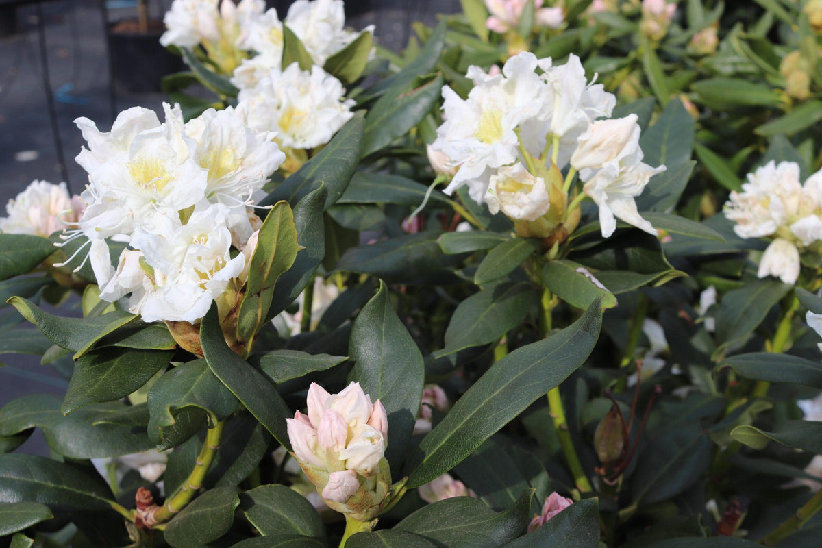Rhododendron Cunningham S White - View 8 from www redcrocus com