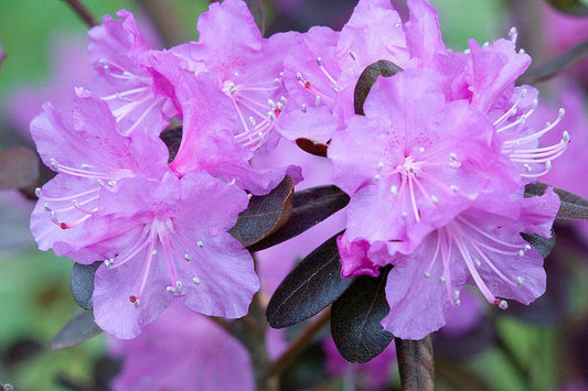 Rhododendron Pjm Elite - View 10 from www redcrocus com