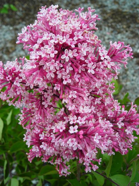 Syringa Bailbelle Tinkerbelle - View 1 from www redcrocus com