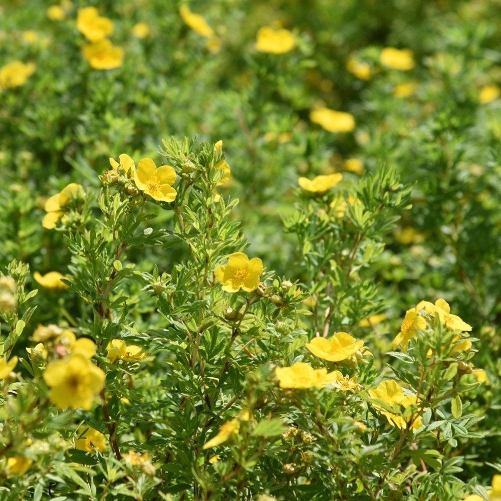 Potentilla Fruticosa Goldfinger - View 11 from www redcrocus com