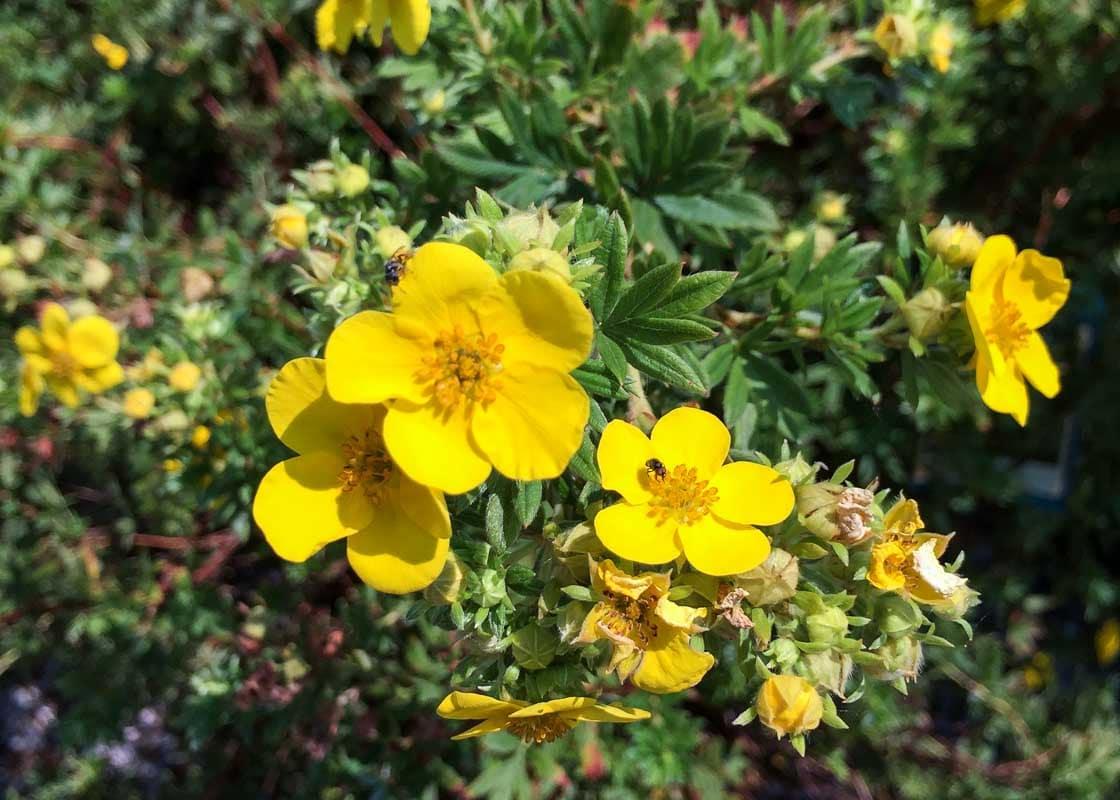 Potentilla Fruticosa Goldfinger - View 12 from www redcrocus com