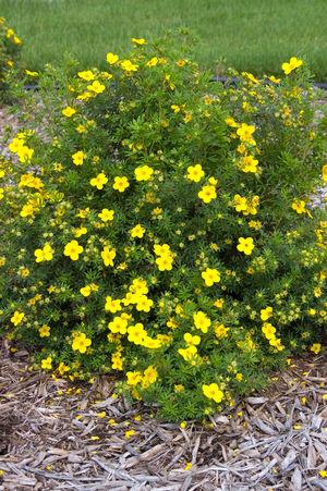 Potentilla Fruticosa Goldfinger - View 13 from www redcrocus com